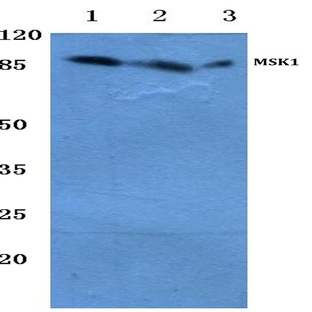 MSK1 (M355) pAb