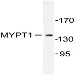 MYPT1 (R690) pAb