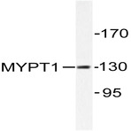 MYPT1 (R847) pAb