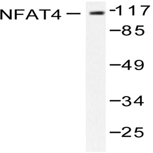 NFAT4 (E159) pAb