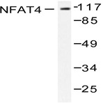 NFAT4 (E159) pAb