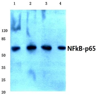 NFkB-p65 (A499) pAb