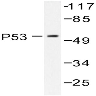 p53 (K386) pAb