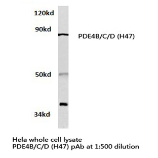 PDE4B/C/D (H47) pAb