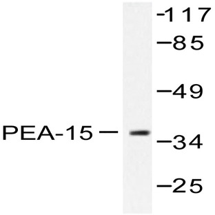 PEA-15 (D110) pAb