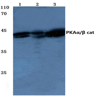 PKA(alpha)/(beta) cat (V191) pAb