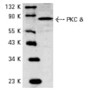 PKC (delta) (G499) pAb