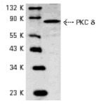 PKC (delta) (G499) pAb