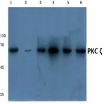 PKC (zeta)(P556) pAb