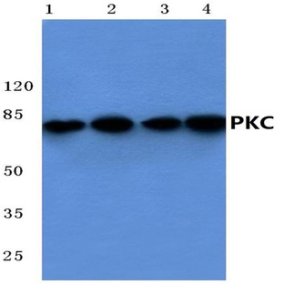 PKC-pan (T495) pAb