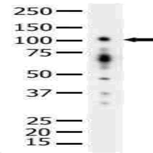 PKD1 (G459) pAb