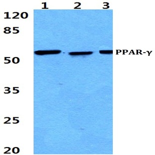 PPAR-(gamma) (I106) pAb