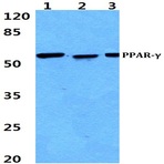 PPAR-(gamma) (I106) pAb