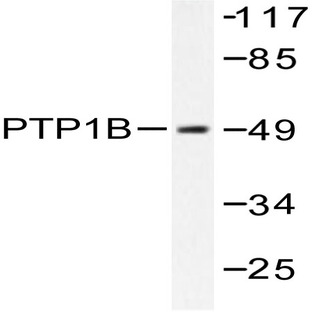 PTP1B (Y46) pAb