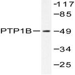 PTP1B (Y46) pAb