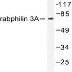 Rabphilin-3A (P231) pAb