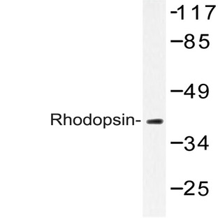 Rhodopsin (L328) pAb