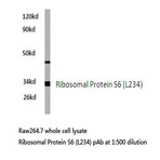 RPS6 (L234) pAb