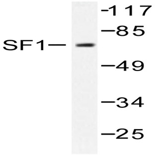 SF1 (P76) pAb