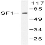 SF1 (P76) pAb