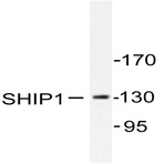 SHIP1 (M1014) pAb