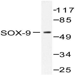 Sox9 (Q175) pAb