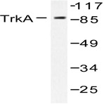 Trk A (E492) pAb