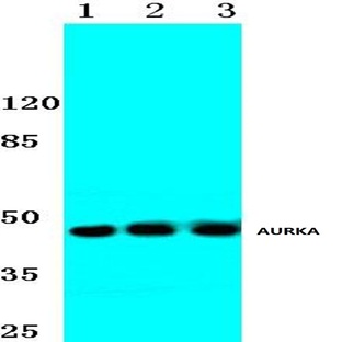 AURKA (P282) pAb