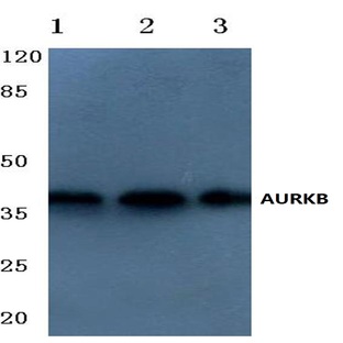 AURKB (L228) pAb