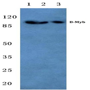 B-Myb (G573) pAb