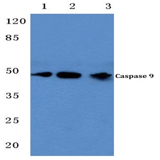 Caspase 9 (G140) pAb