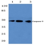 Caspase 9 (G140) pAb