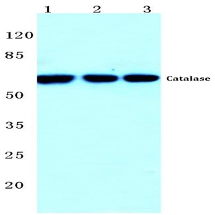 Catalase (R381) pAb