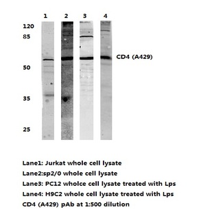 CD4 (A429) pAb