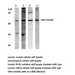 CD4 (A429) pAb