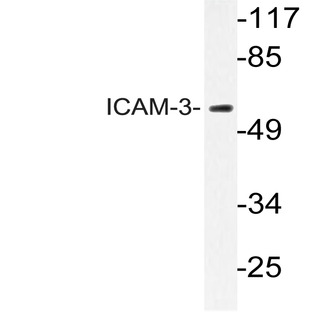 ICAM-3 (Q514) pAb