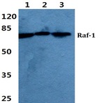 Raf-1 (Q39) pAb