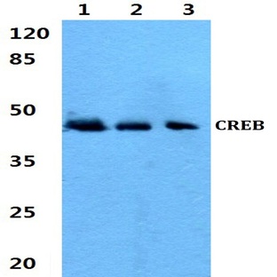 CREB (V115) pAb