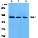 CREB (V115) pAb