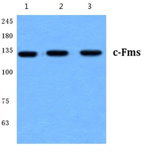 c-Fms (E557) pAb