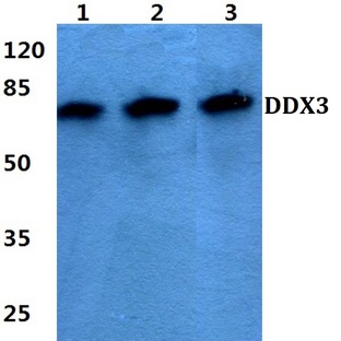 DDX3 (L318) pAb