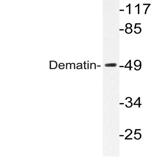 Dematin (E397) pAb