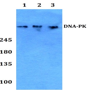 DNA-PK (Y2052) pAb