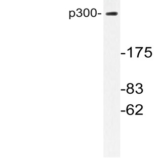 p300 (V6) pAb