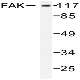 FAK (Y570) pAb