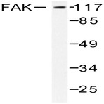 FAK (Y570) pAb