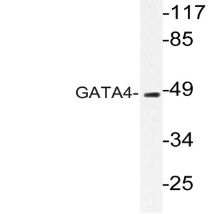 GATA4 (Q258) pAb