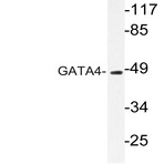 GATA4 (Q258) pAb