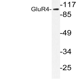 GluR4 (K858) pAb