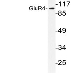 GluR4 (K858) pAb